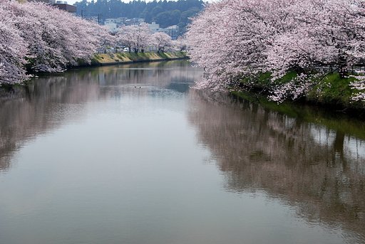 水面（みなも）の桜 − その２