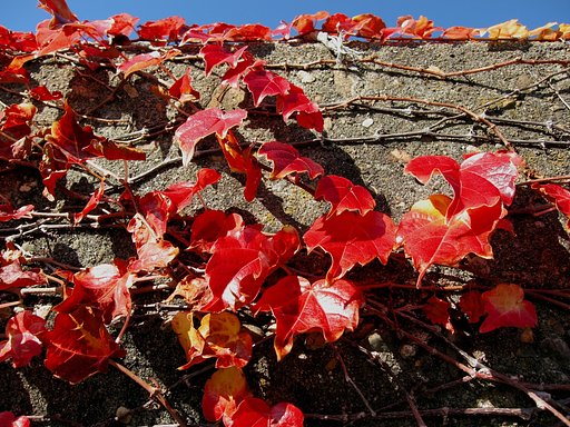 蔦の紅葉