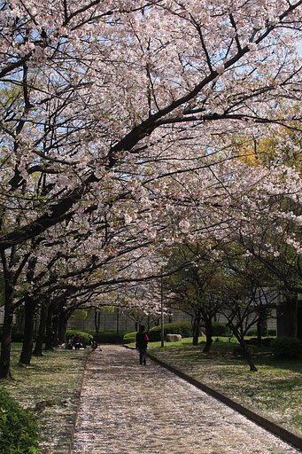 これぞ男の花道いうことなし
