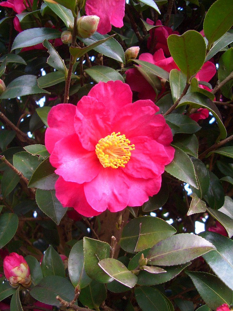 庭の山茶花です。