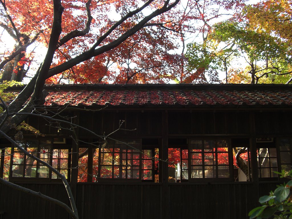 本土寺の紅葉