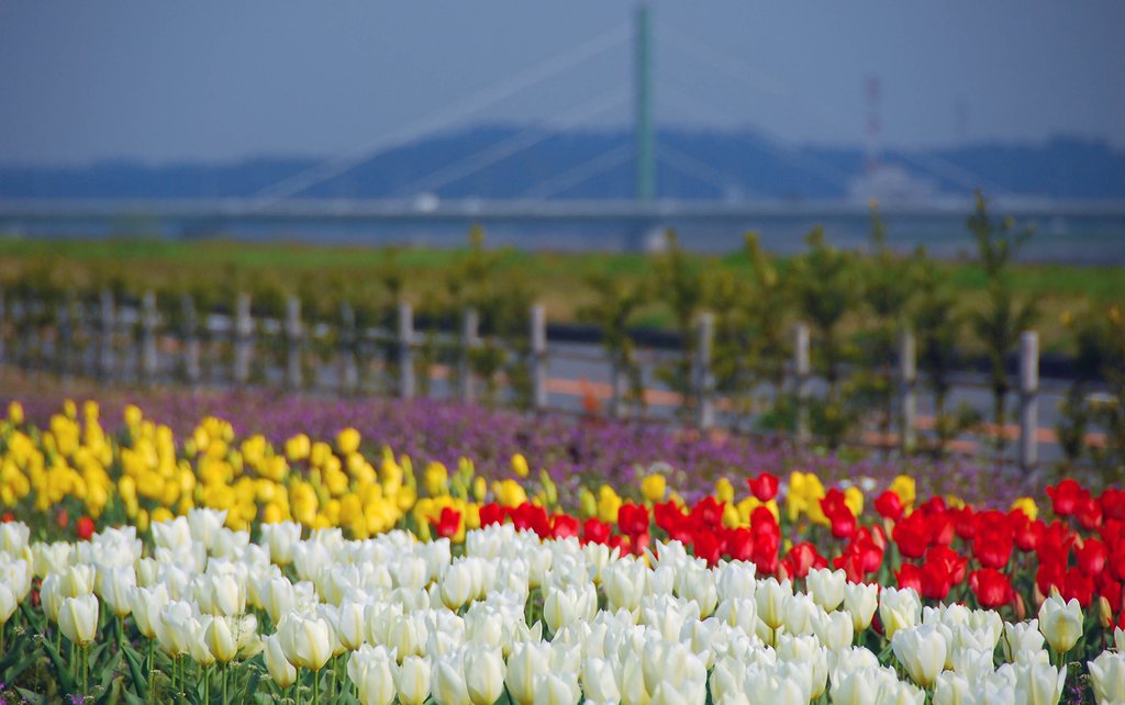 チューリップを植えた公園にて