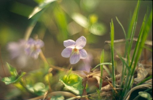 サクラ人気に嫉妬する花