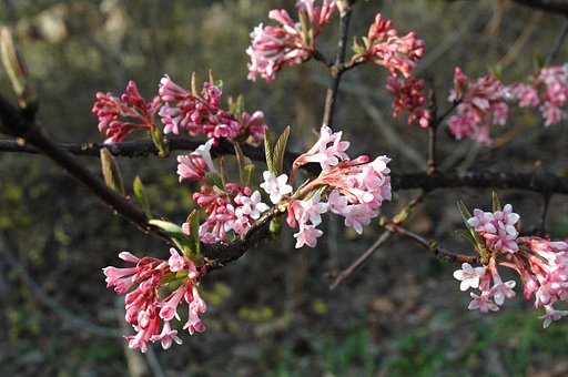 公園に咲いてた花