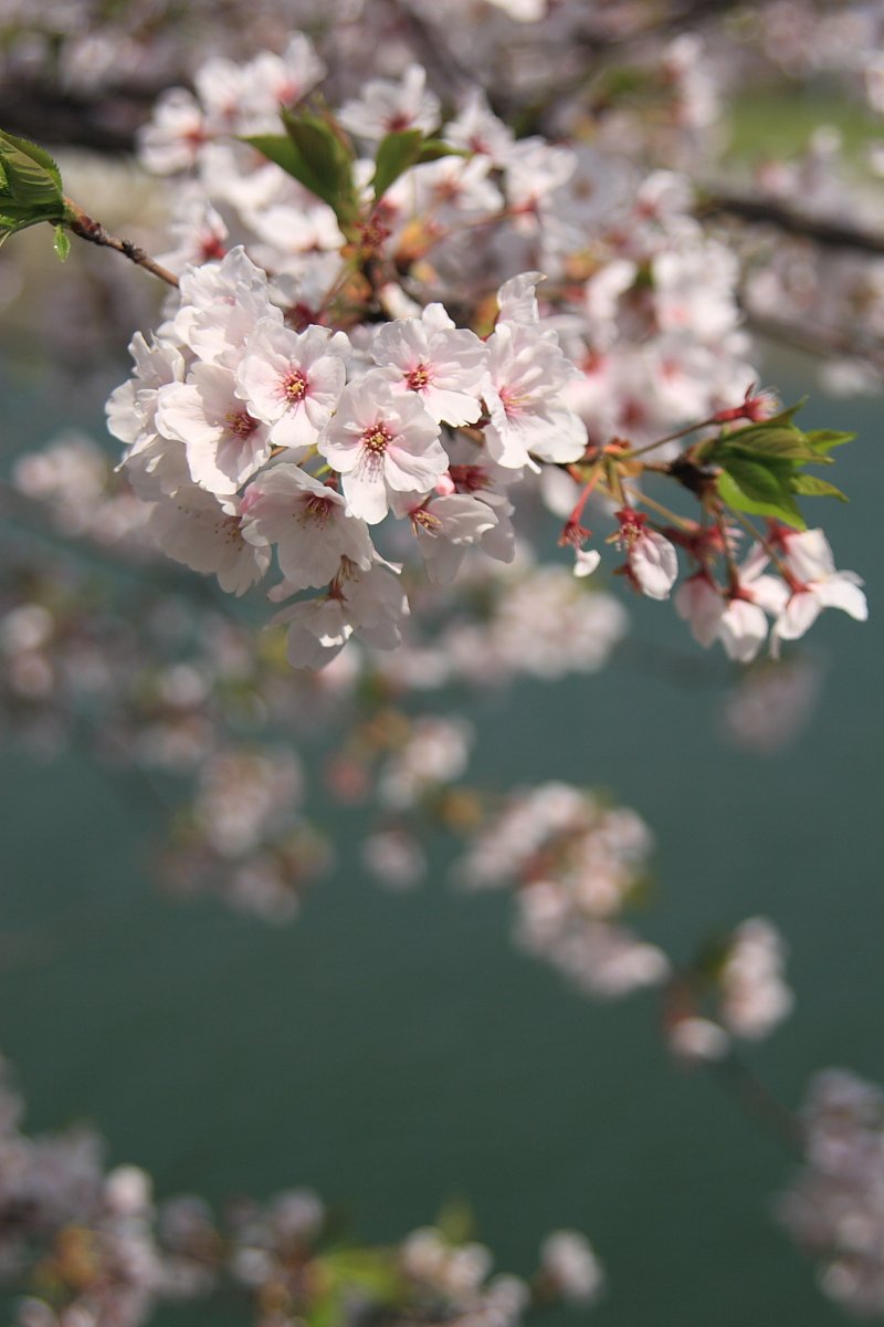 瀬戸内桜（広島桜三部作・その１）