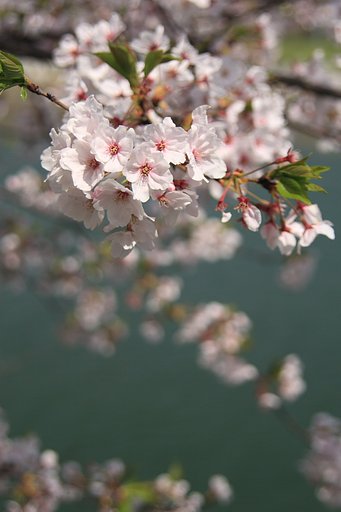 瀬戸内桜（広島桜三部作・その１）