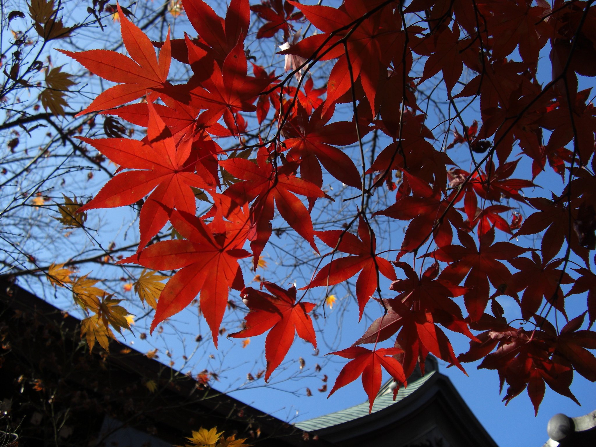 本土寺の紅葉　其の二