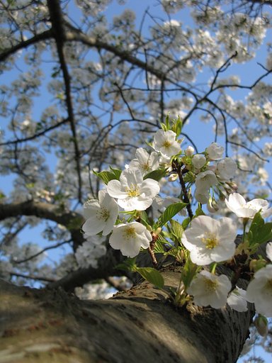 大島桜　別バージョン