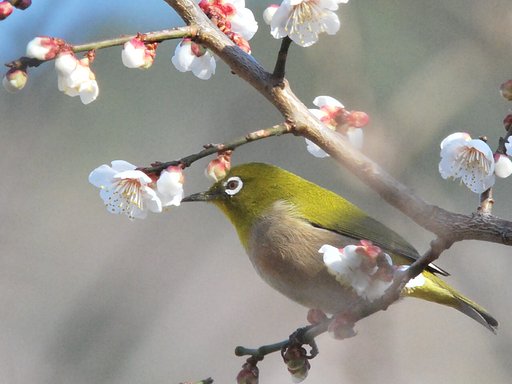 白梅にメジロ　③