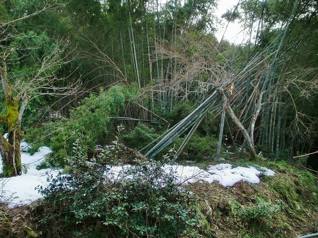畑に倒れた孟宗竹伐採