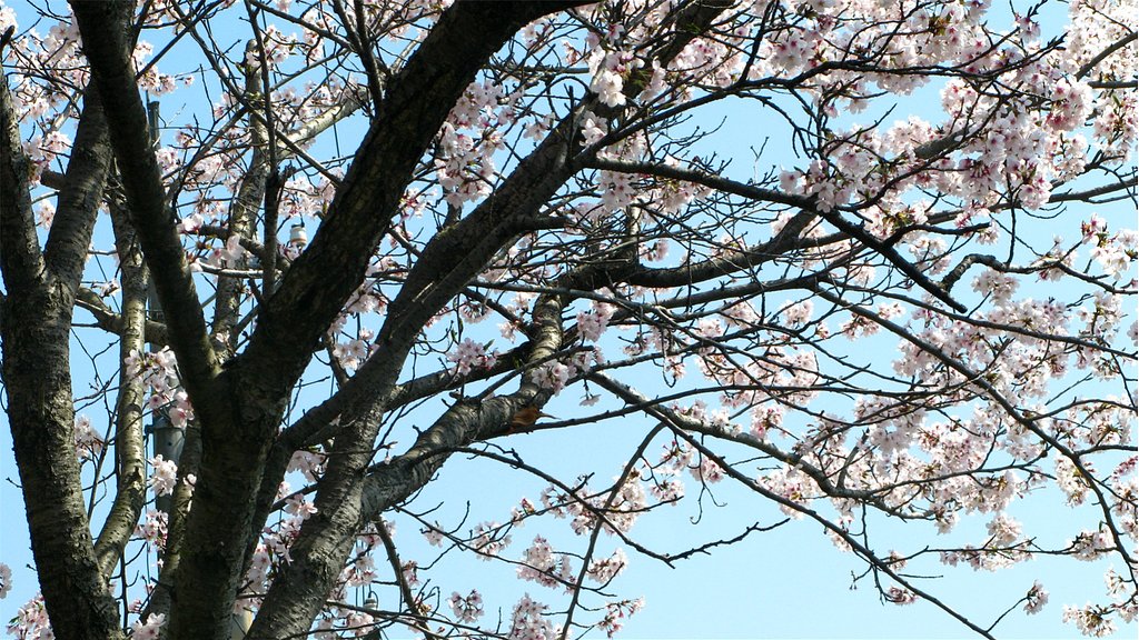 満開