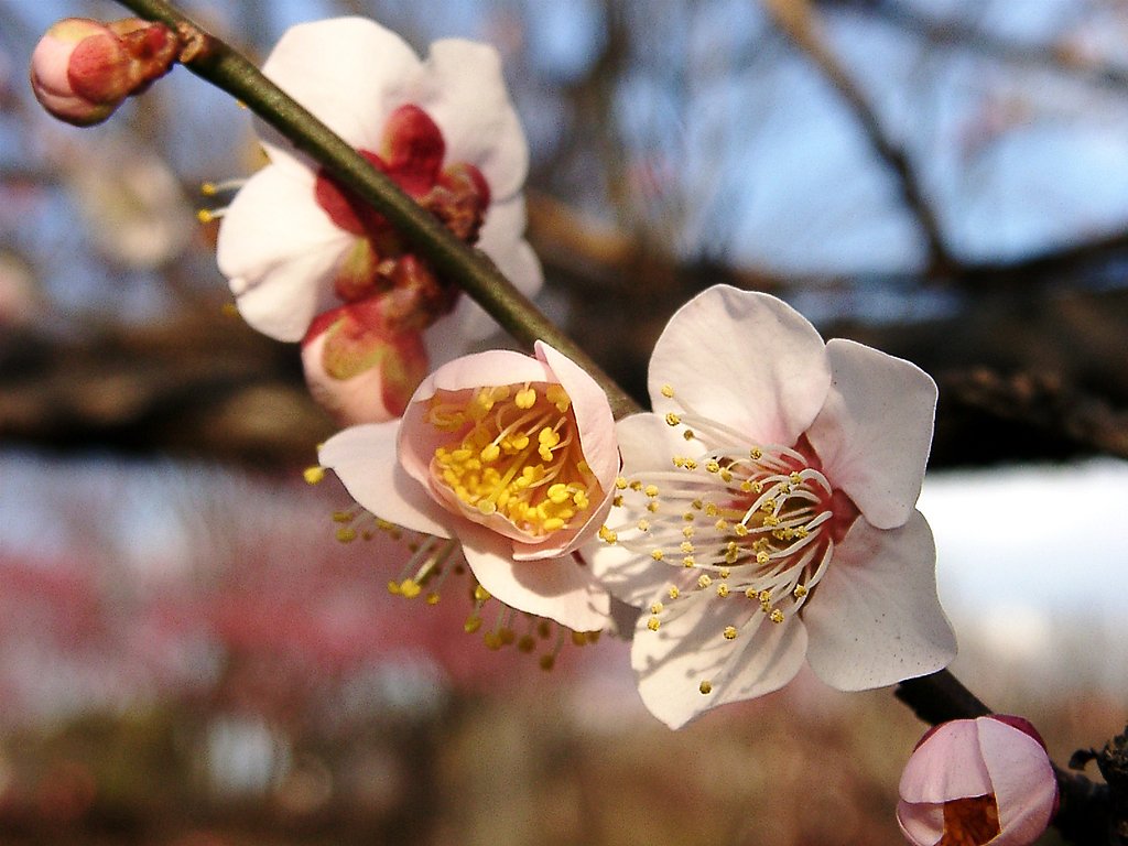 ★ウメの花くらべ-12  内裏