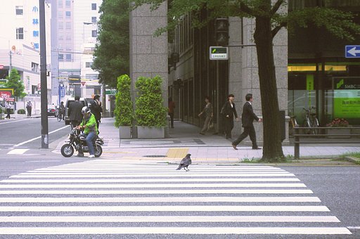 【2008】御堂筋の渡り烏