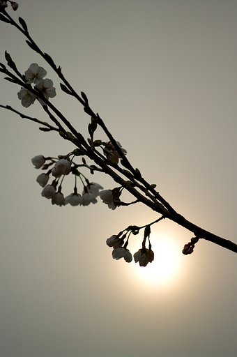 さ・く・ら