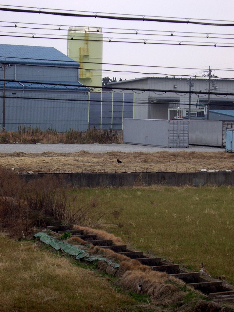【2008】どんてんなしわすのねこ