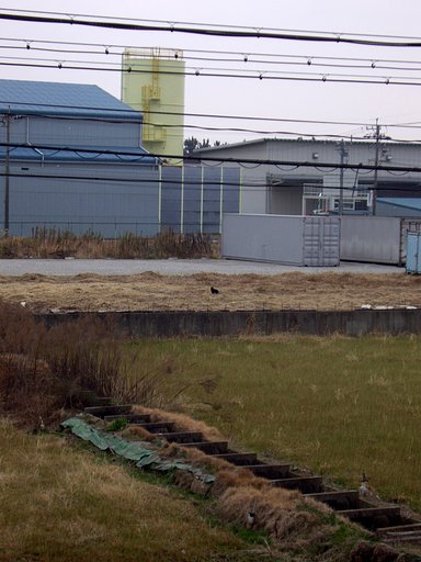 【2008】どんてんなしわすのねこ