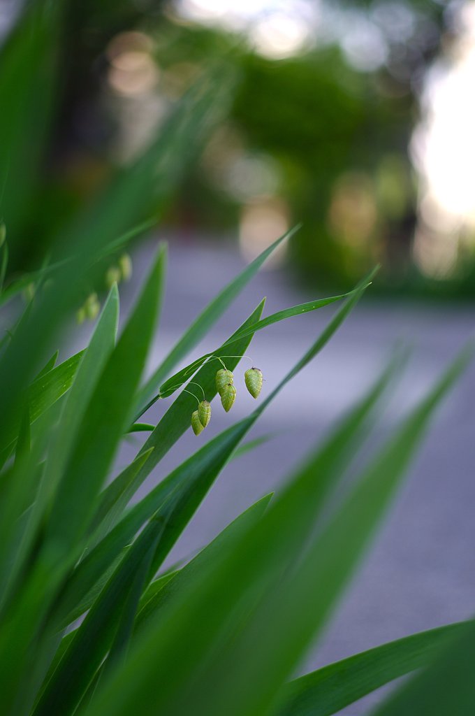 虫の卵みたい