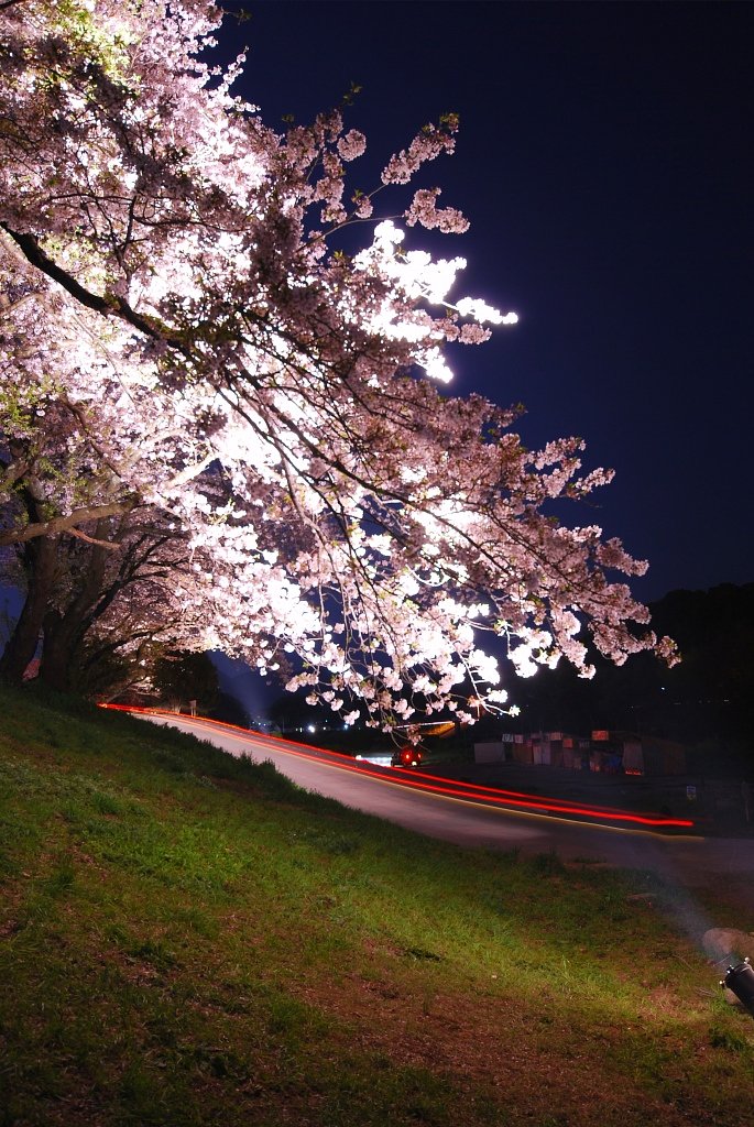 桜坂〜♪♪♪