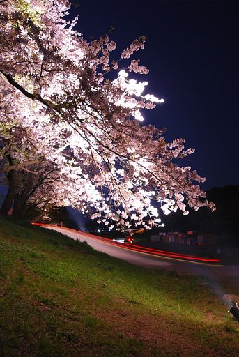 桜坂〜♪♪♪