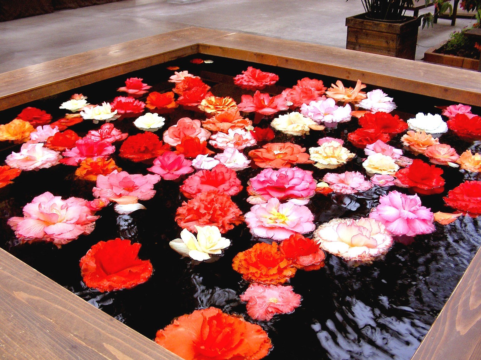 花びらぐるぐる