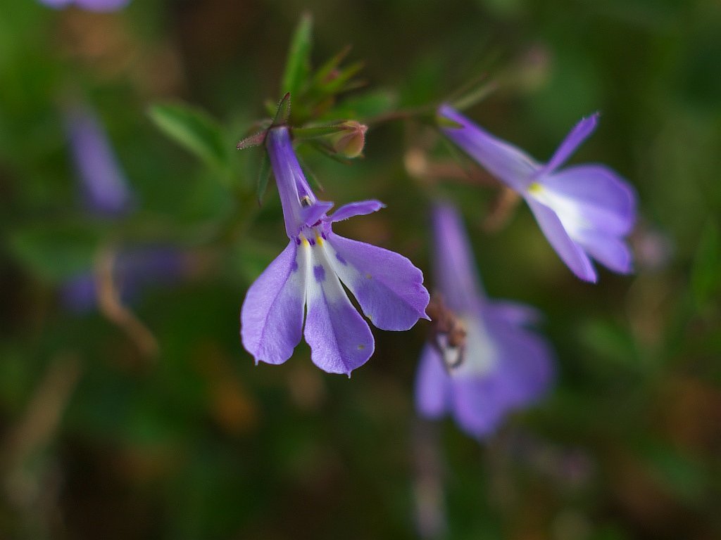 何の花でしょう?^^;