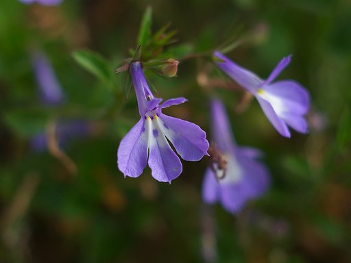 何の花でしょう?^^;