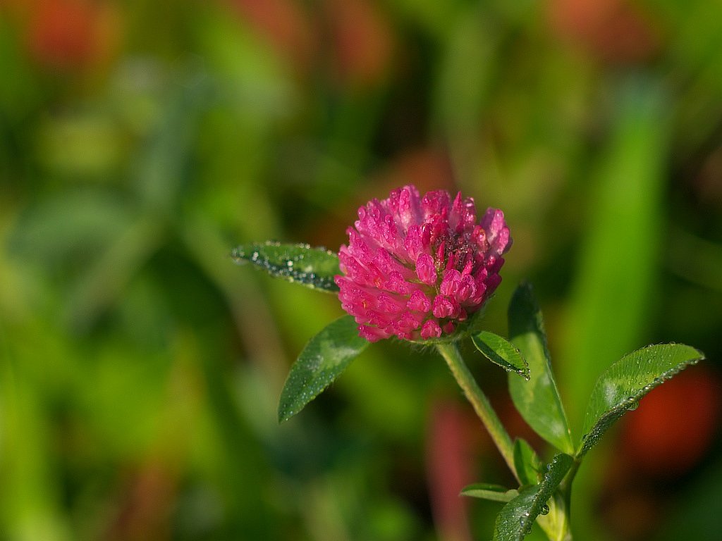 アカツメグサの花・・・^^;
