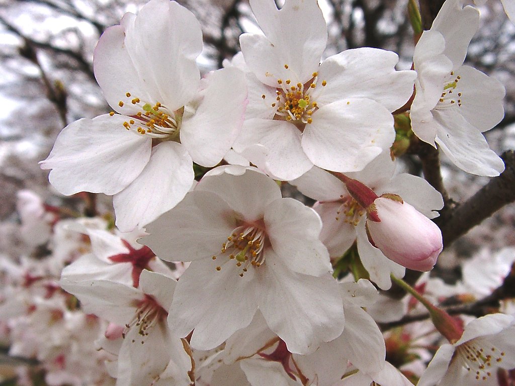 ■サクラ撮りある記-06 昭和記念公園⑤