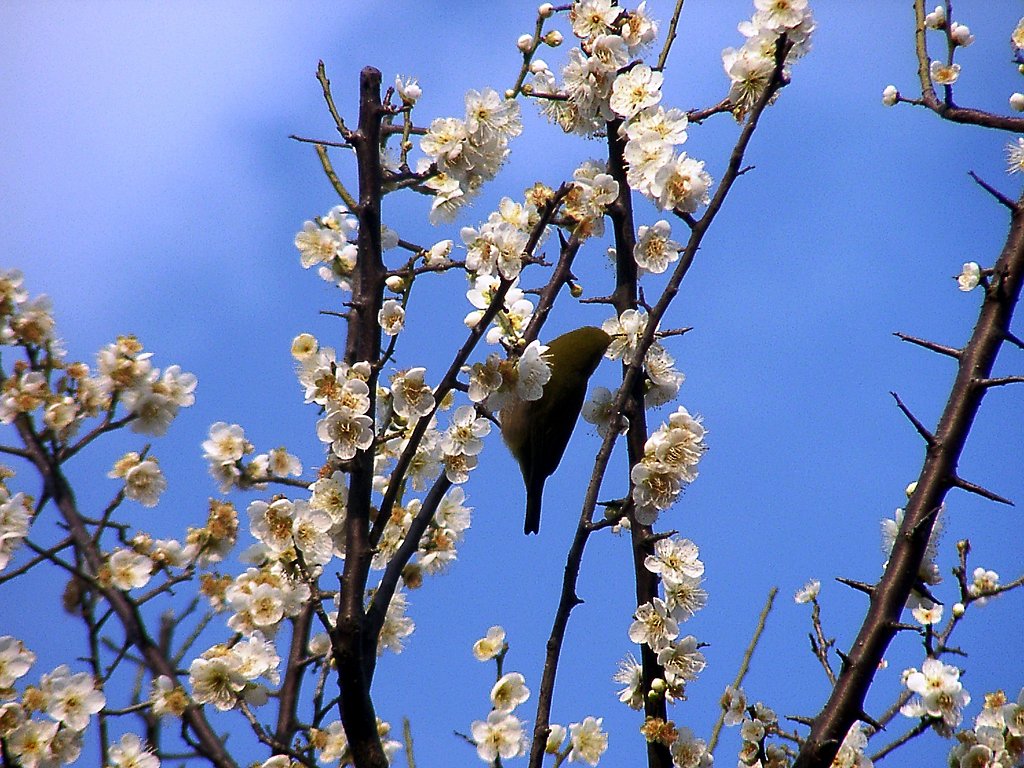 ★ウメの花くらべ-15 新茶青とメジロ①