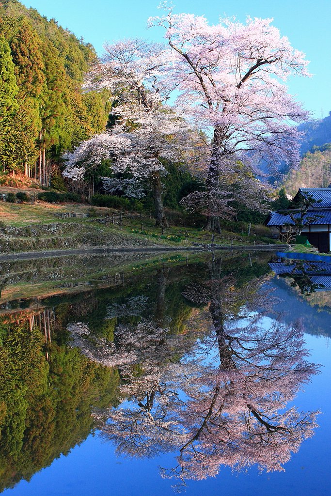 【1:39015】苗代桜 ７分前の写真