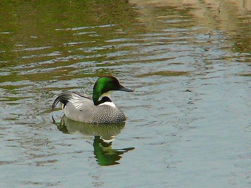 【ザ・ワールド】鳥の世界の色