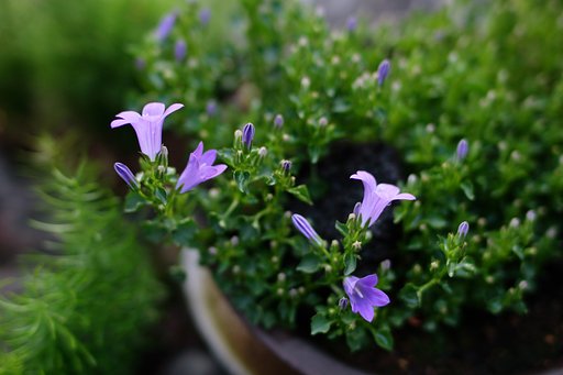 庭の花