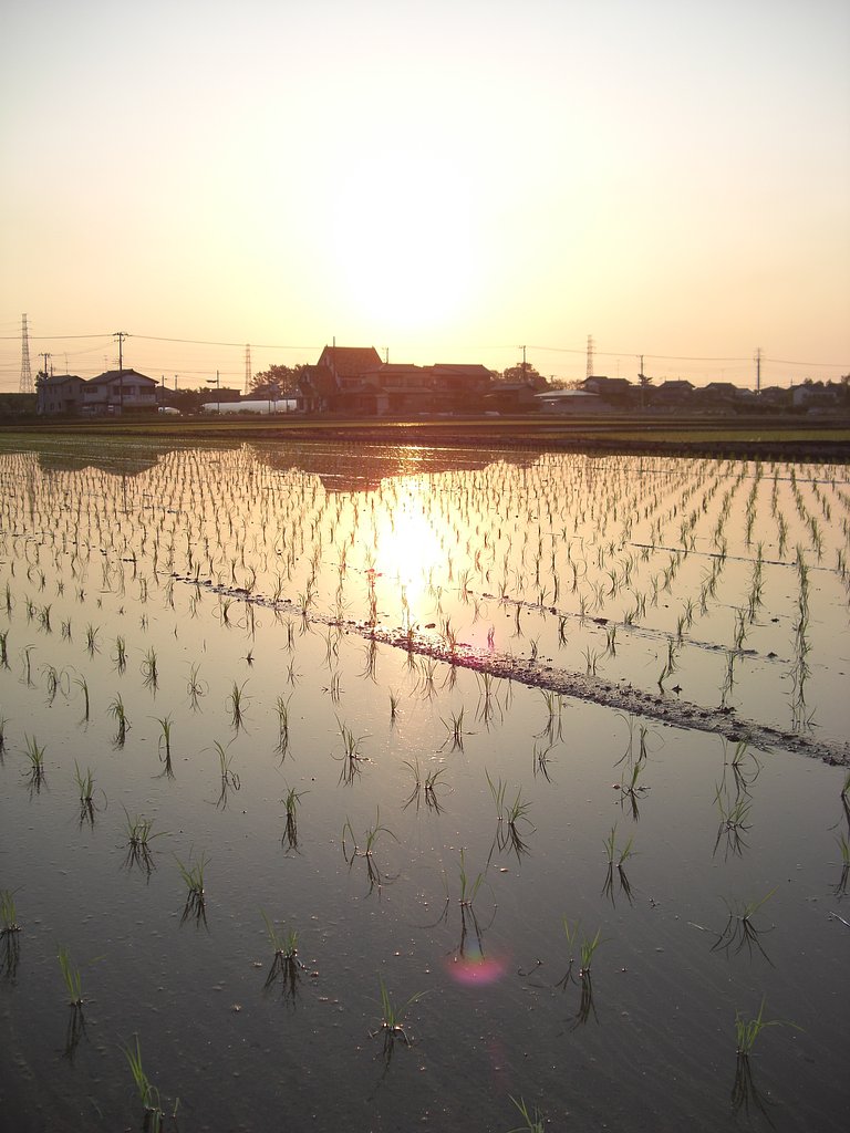 水田に映る
