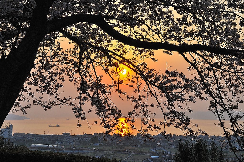 桜と夕日Ｎ　４・７