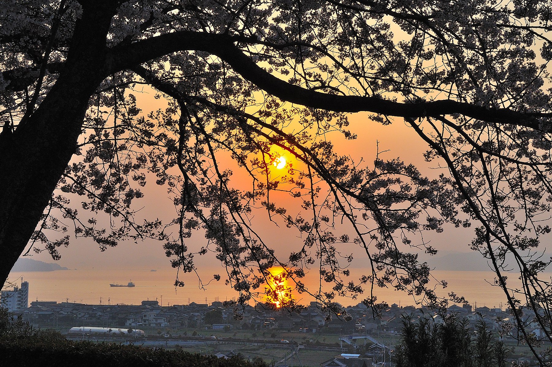 桜と夕日Ｎ　４・７