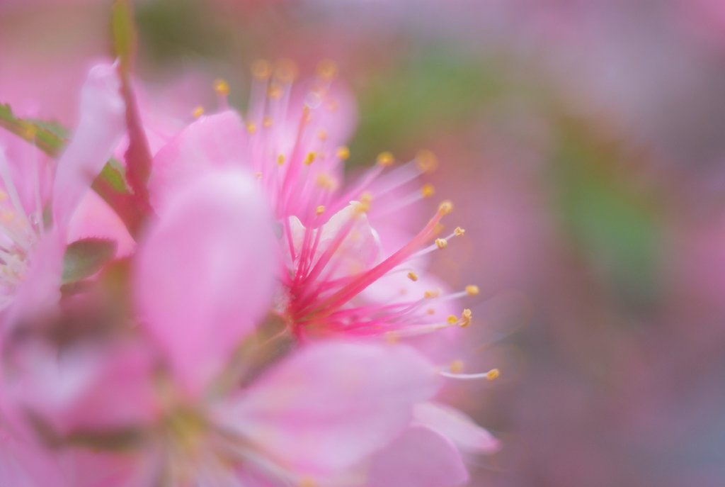 朧桜花