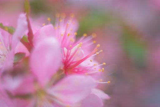 朧桜花