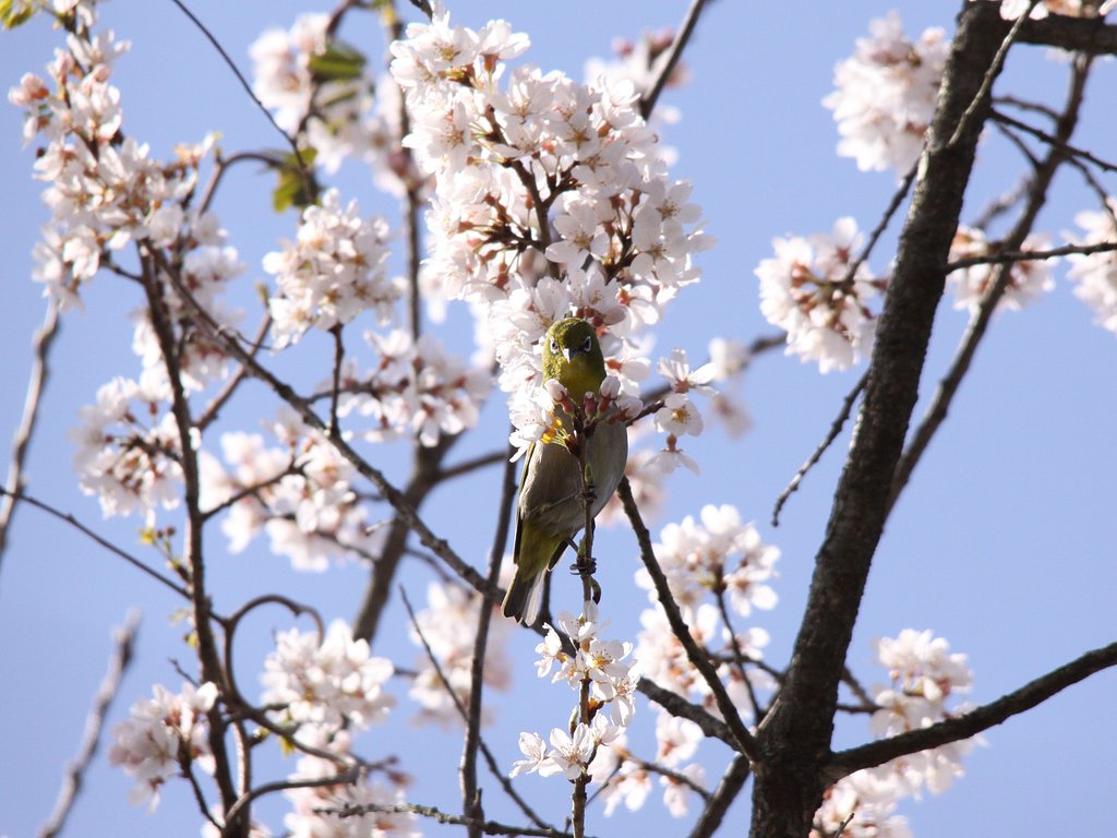 花の首飾り？メジロジェンヌ？