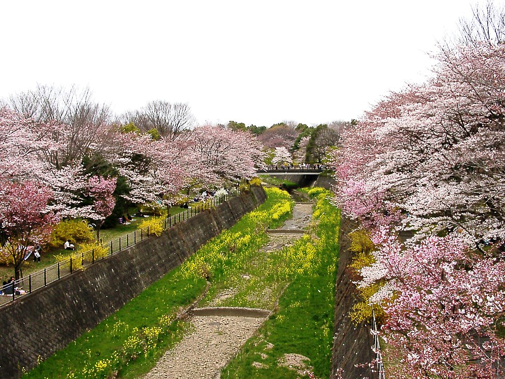 ■サクラ撮りある記-07 昭和記念公園⑥