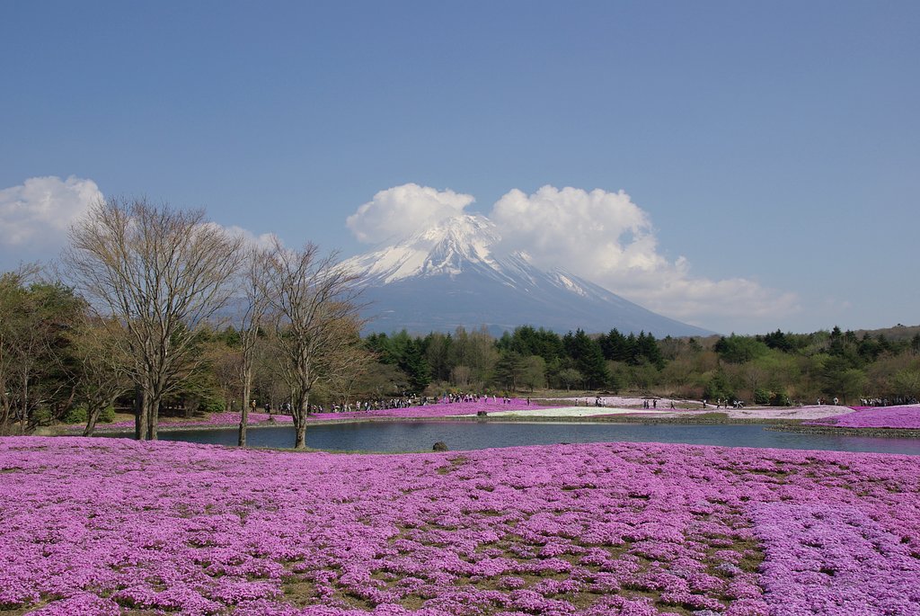 富士芝桜まつり