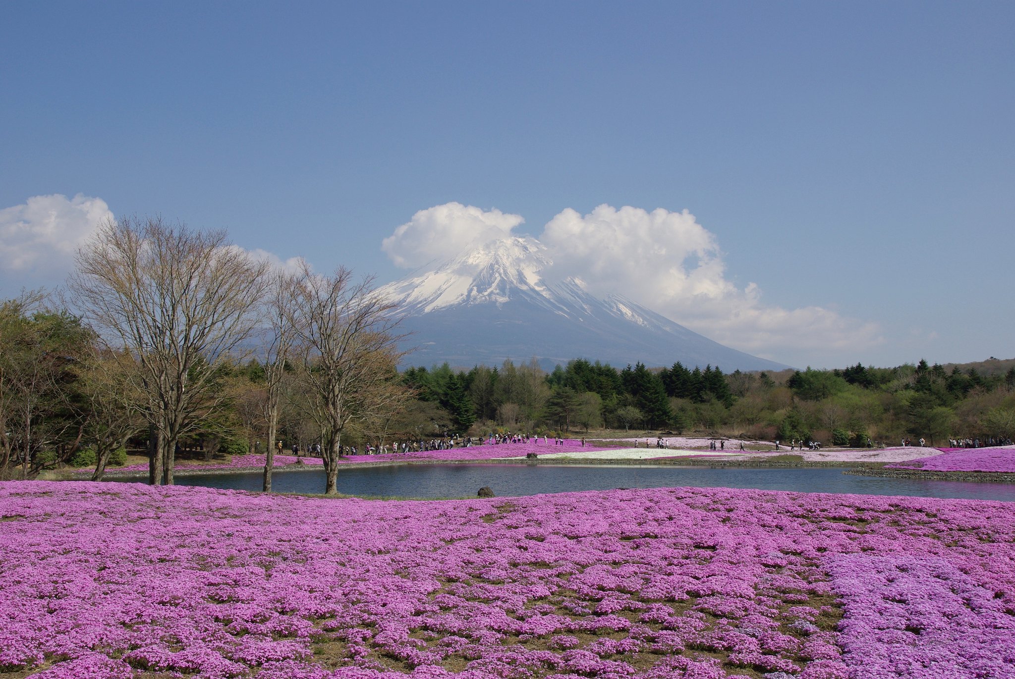 富士芝桜まつり