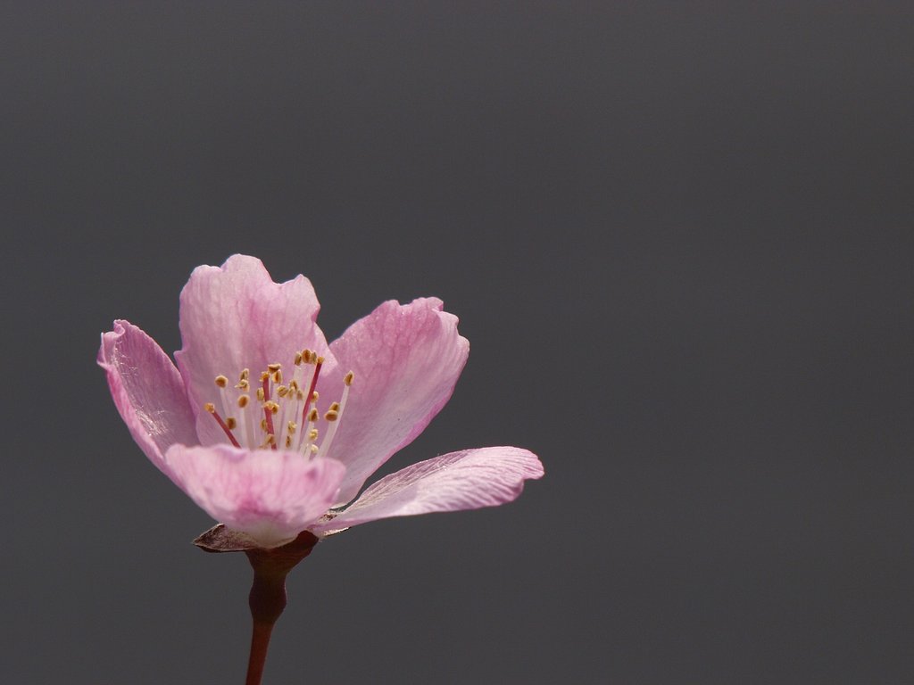 花海棠一輪
