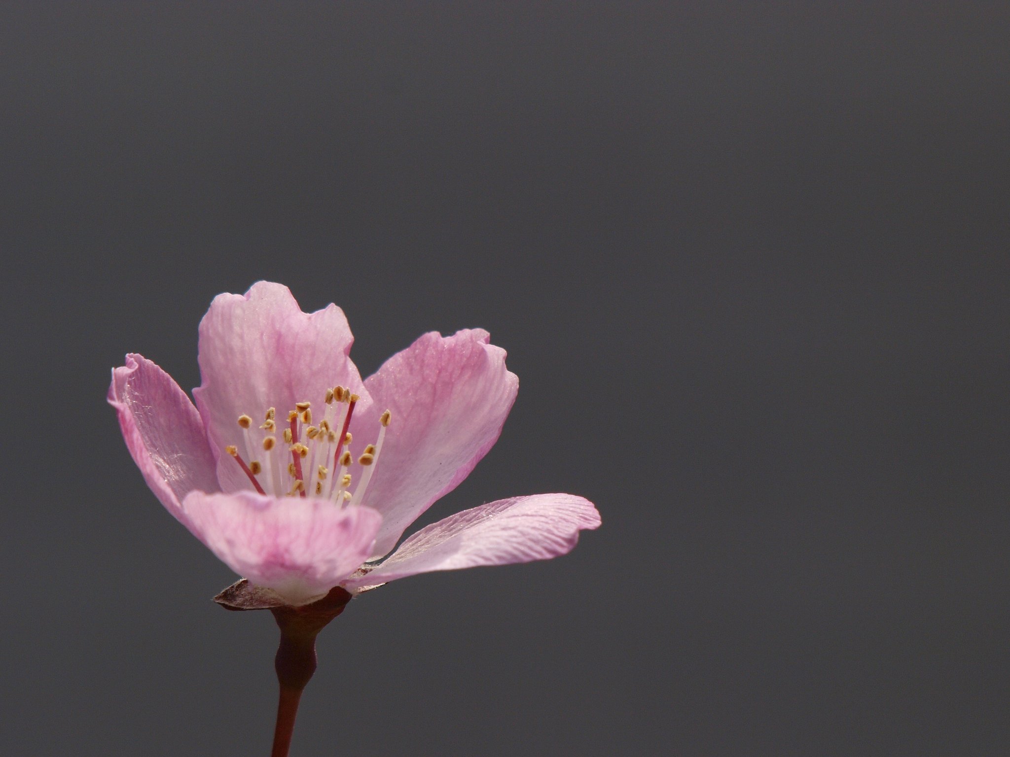 花海棠一輪