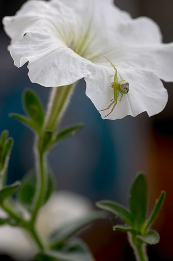 花蜘蛛