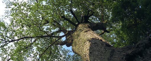 椋（ムクノキ）樹齢600〜700年