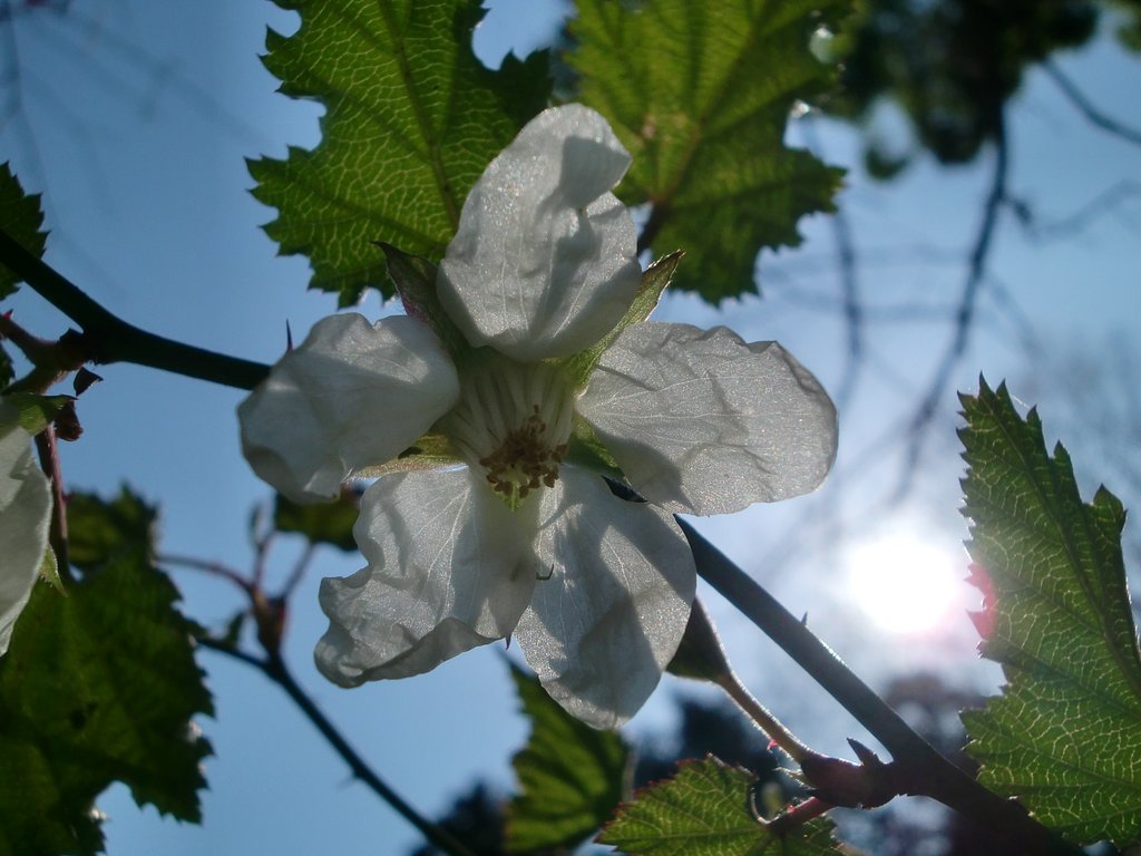 山裾の藪に生えたイチゴの花