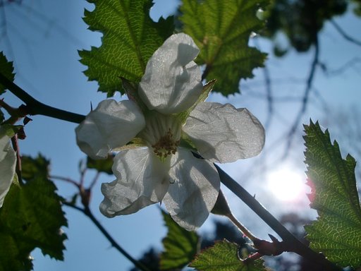 山裾の藪に生えたイチゴの花