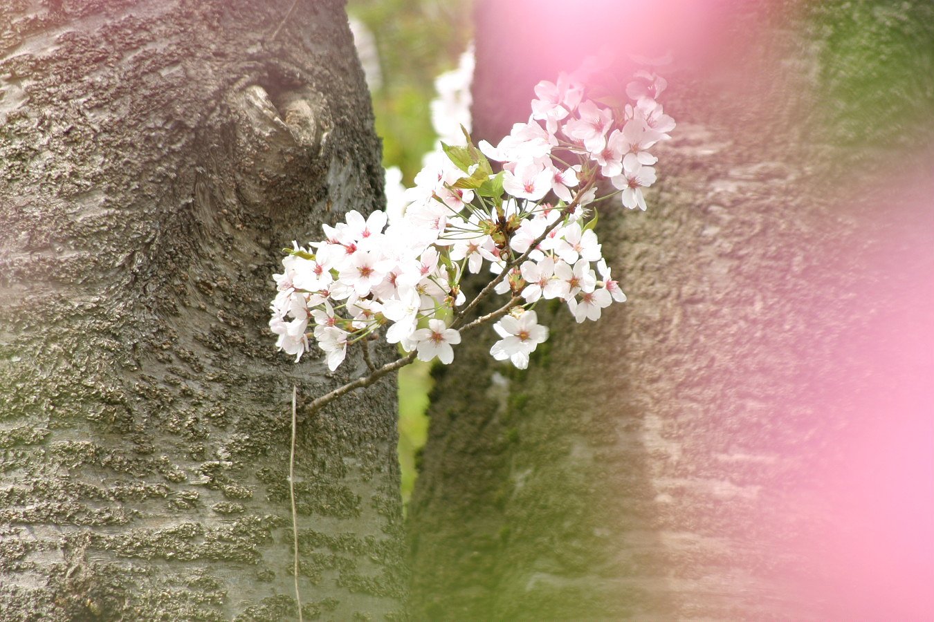 花束のプレゼント