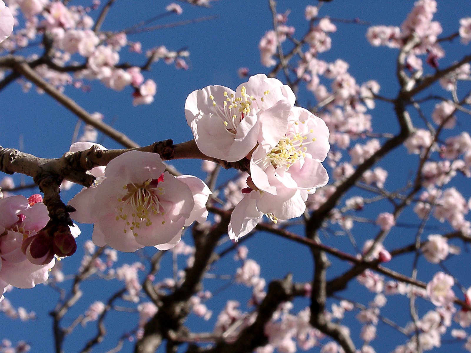 ★ウメの花くらべ-19 薄色縮緬