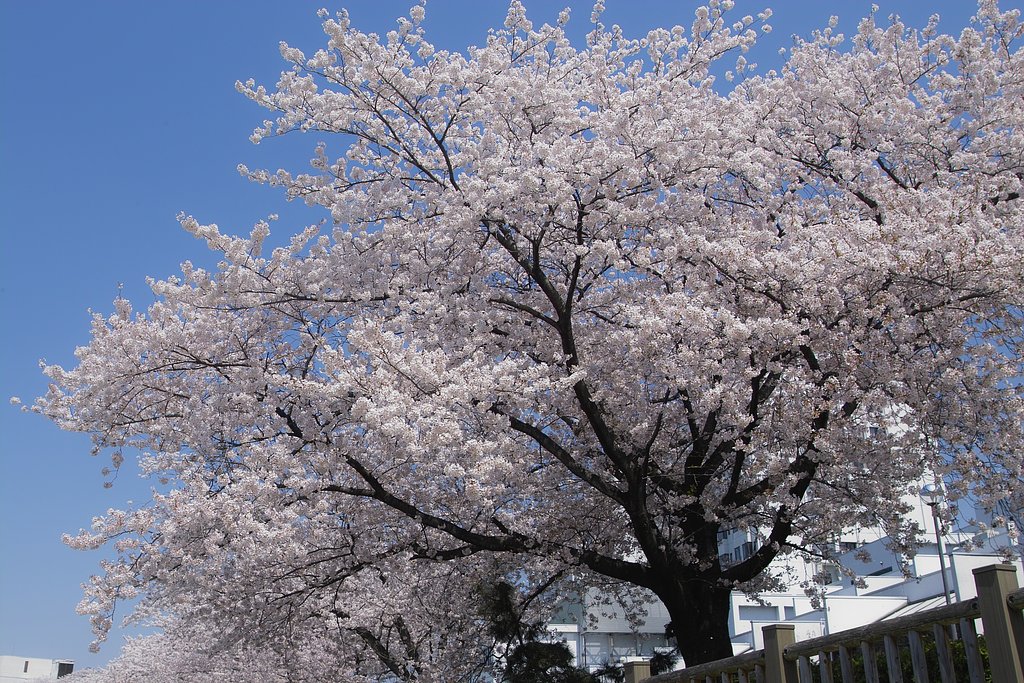 桜